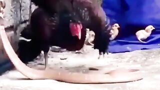 सांप और मुर्गा की लड़ाई snake and ki ladai