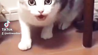 Молоко поставь тут ха ха ха