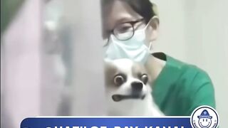 dog xaxaxa