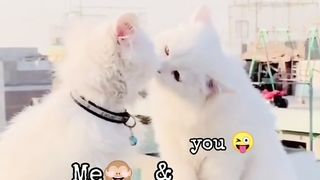 Cat Kiss