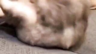 World's craziest cats documentary