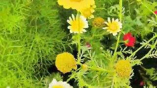 Phool kisa ha btanaa zaror
