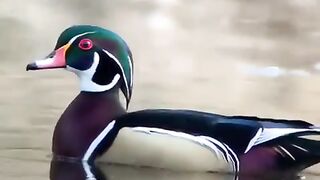 Duck Beauty