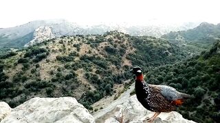 Black Francolin Calling