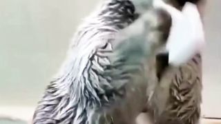 cute fur seal pet