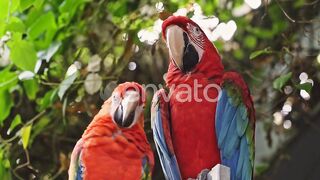 beautiful birds