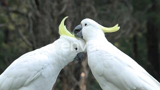 beautiful parrot