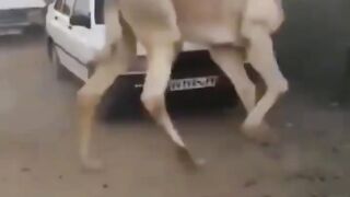 اونٹ جب غصے میں آتا تو تو دیکھیں