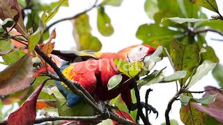 beautiful parrot