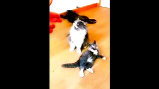 Funny cat ,Funny video