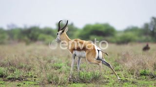 beautiful animal