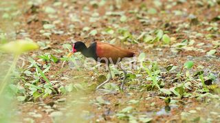 beautiful bird