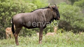 animal
