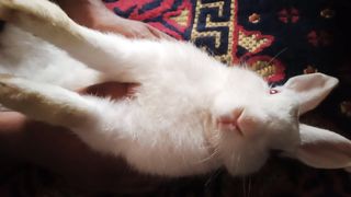 Beautiful Rabit
