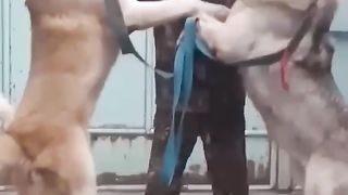 Giant_Caucasian_Volkodav