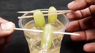 How to grow Grape with a glass of water