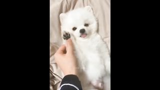 Funny cat 2 funny video 2