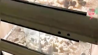 Chicks