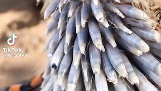 Birds.