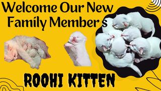 New Members Of The Family || Cute Roohi Kittens
