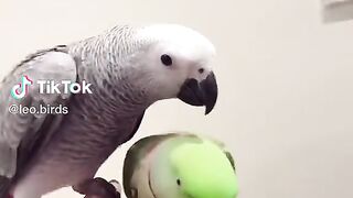 Parrots