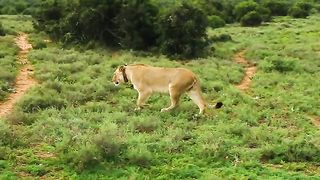 Horse Running On Grassland