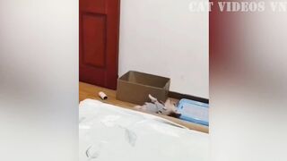 Funniest Animals Video 2023 | Best Funny Cats and Dogs | Funny Animal Videos
