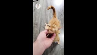 Funny Dog And Cat ???????????? Funniest Animals