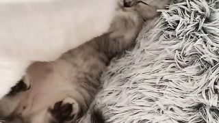 Cute cat videos TikTok