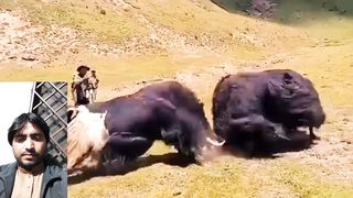 Junglee bail