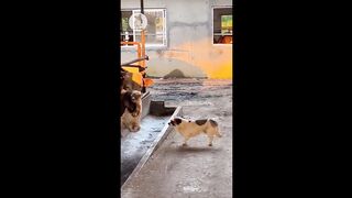 Funniest Animals