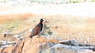 Black Partridge Voice