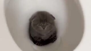 1 Minute of Cats Being Cats... #funnycats #catshorts #shorts