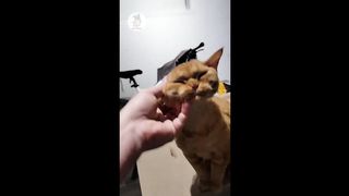 Funny  animals