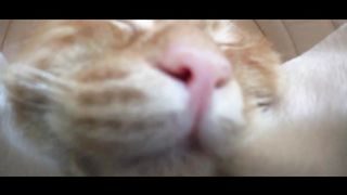 youtu.be/ofoJ_zyD6n8 #catvideo #funnycatdrole