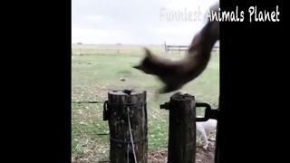 Best Funny Dogs And Cats Videos ???? - Funniest Animals Videos 2023???? #1