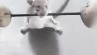 Animal Funny Video 2023। Animal Moments P-19