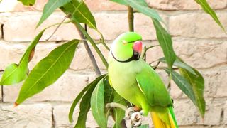 Funny Talking Parrot