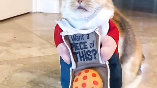 Funny Animals cat