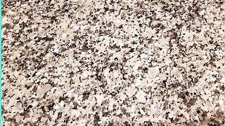 Guess The animal