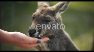 beautiful kangro eating