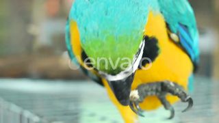 macow parrot eat