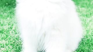 Cute cat baby