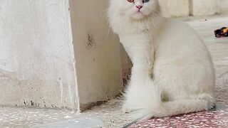 Cat Videos OSome