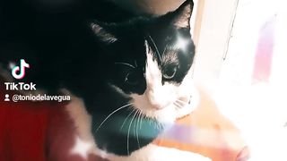 Mignon chat ????