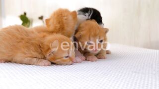 new born fluffy kittens