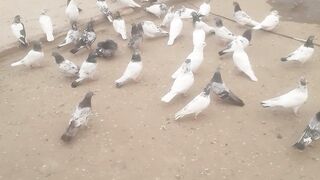 Kabutar check karo