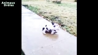 Animaux drôles et mignons moquez - Cute Cats and Dogs Compilation [Avril 2015 Edition]