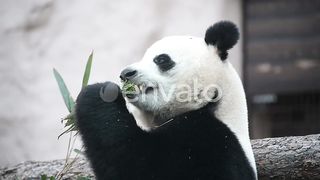 a young panda eat