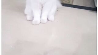 White Cat beautiful???????????????? love it